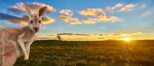 Obraz kangaroo with sunset Australia outback