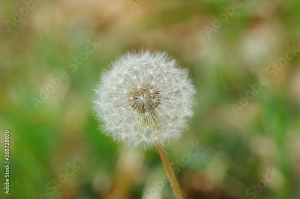 Fototapeta タンポポの綿毛