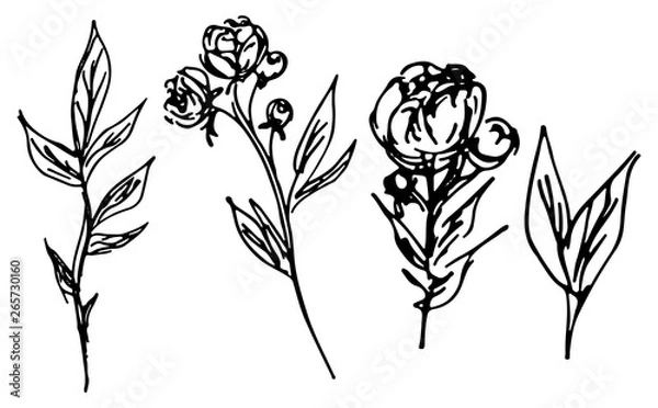 Fototapeta Hand Drawn Illustrations Of Abstract Peony Flower Isolated on White. Hand Drawn Sketch of a Flower. Line Art