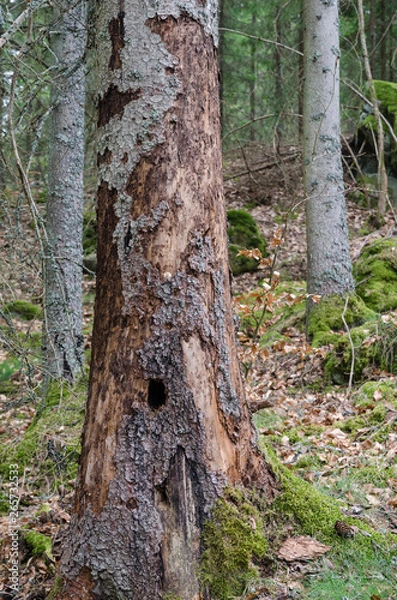 Fototapeta Conifer tree damaged by insects