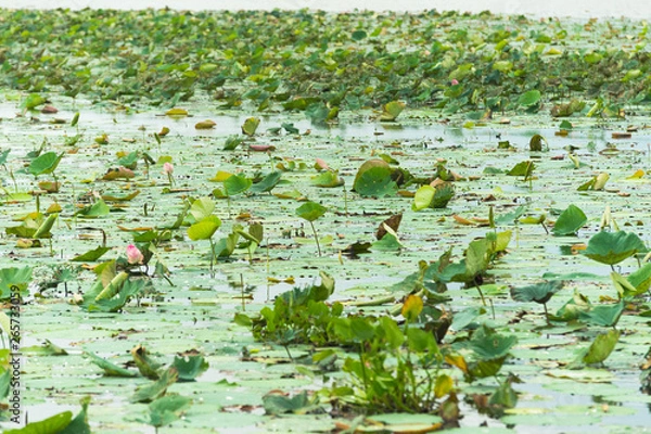 Obraz lotus at Bueng Boraphet Swamp, Nakhorn Sawan, Thailand
