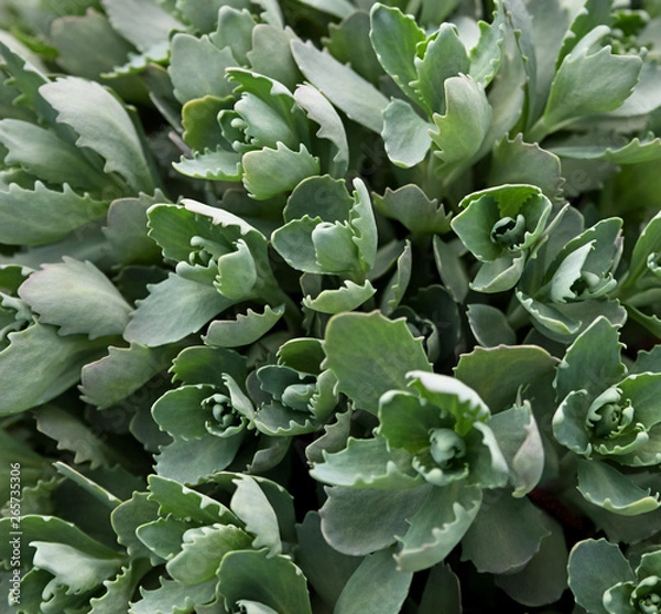 Fototapeta Orpine in a spring time.