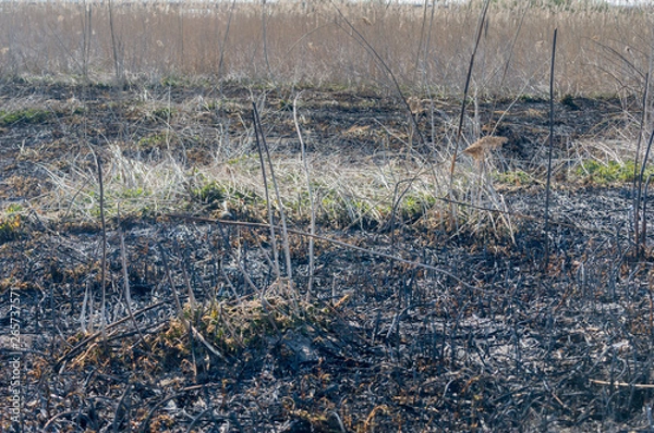 Obraz Burn out grass.