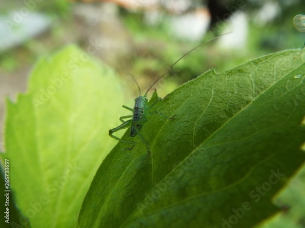 Fototapeta ヤブキリ 幼体 green clicket