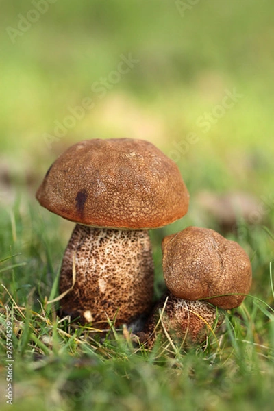 Obraz Big and small mushroom