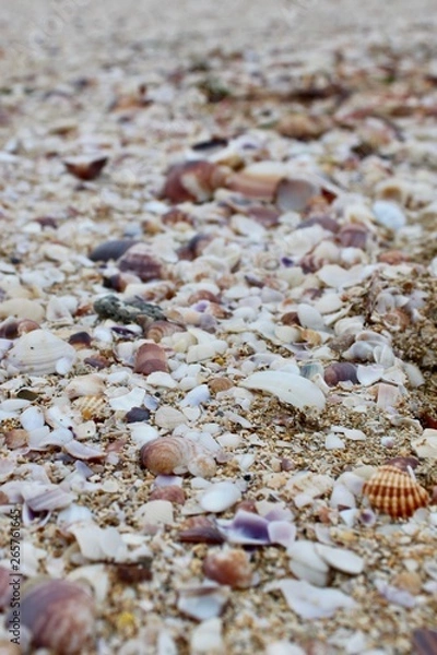 Obraz Muschel Strand Meer