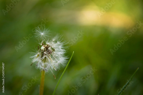 Fototapeta dandelion