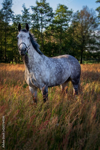 Fototapeta horse in the field