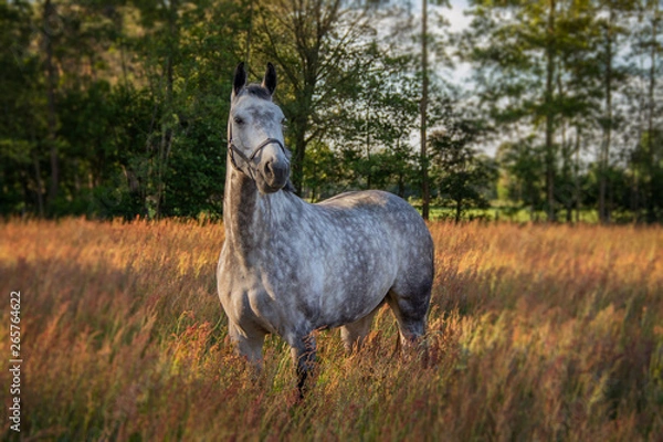 Fototapeta horse in the field