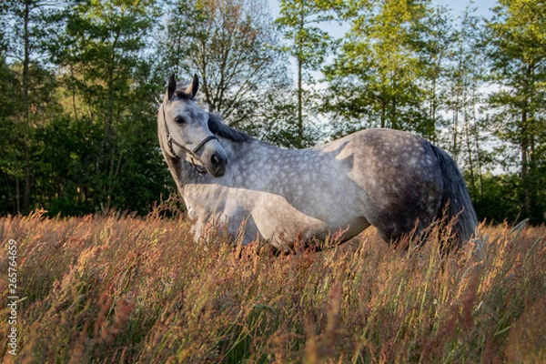 Fototapeta horse in the field