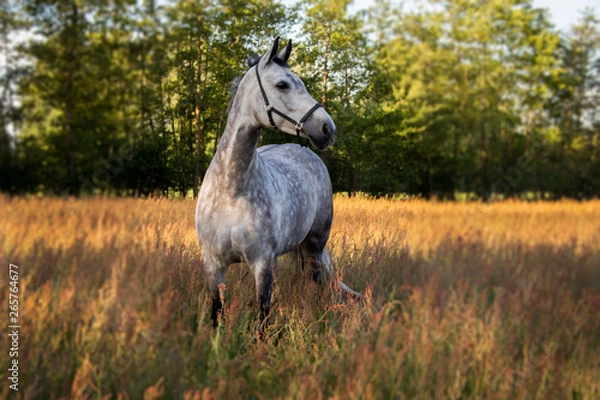 Fototapeta horse in the field