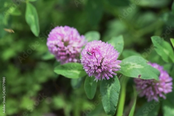 Obraz Red clover flowers