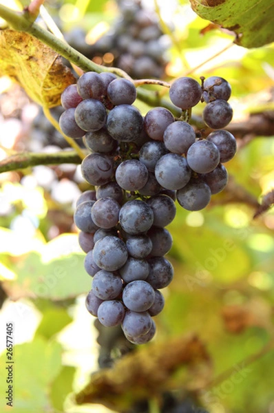 Fototapeta bunch of grapes