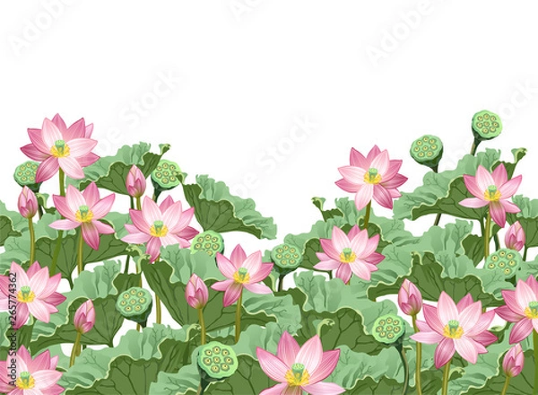 Obraz Lotus flowers with leaves and seed pods. Hand drawn vector illustration of lotus plants (Nelumbo nucifera) with space for text on white background.