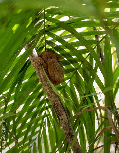 Obraz tarsier smallest monkey philippines bohol