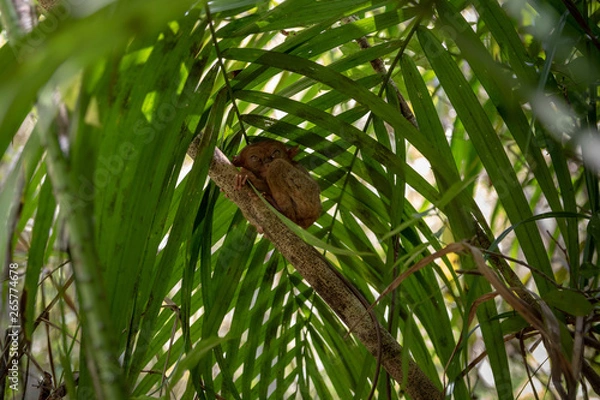 Obraz tarsier smallest monkey philippines bohol
