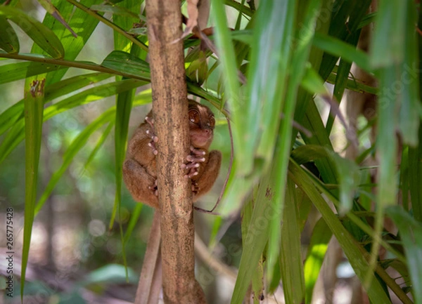 Obraz tarsier smallest monkey philippines bohol