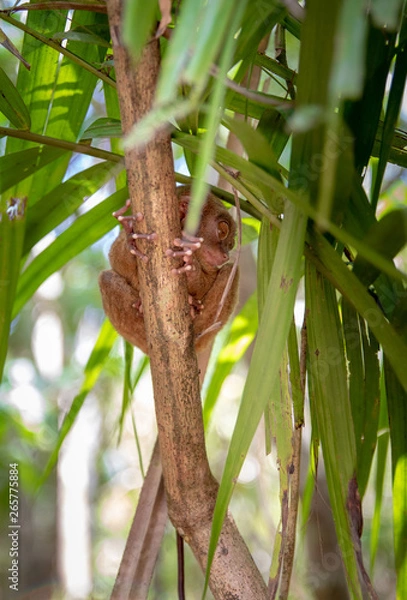 Obraz tarsier smallest monkey philippines bohol