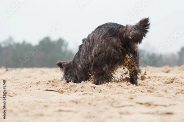 Obraz Cairn Terrier digging