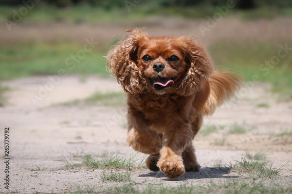 Obraz Happy Ruby Cavalier King Charles Spaniel