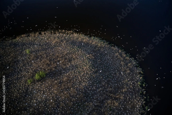 Fototapeta Seagull colony