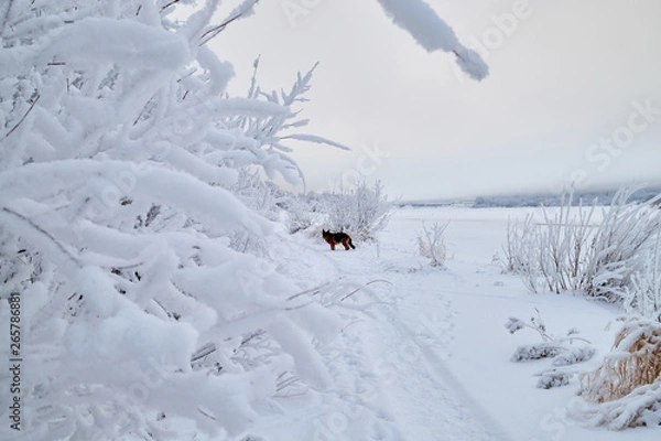 Fototapeta Snowy road with german shepherd on it among the trees covered with frost on a winter