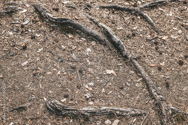 Fototapeta forest land