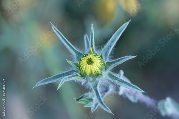 Obraz close up macro yellow flower head before bloom
