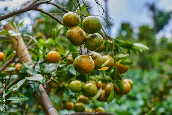 Fototapeta Orange mandarins on the tree. Ripe tangerine. Homegarden. A lot of fruit on the tree. Already ripe. View of green garden. Farming in autumntime. Picturesque day and gorgeous scene. Selective focus.