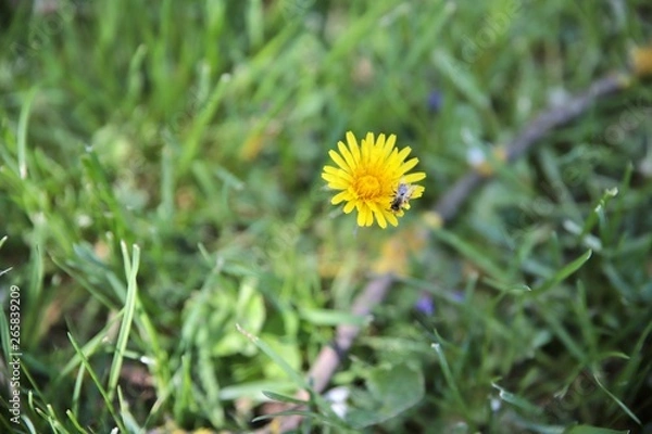 Obraz mniszek lekarski