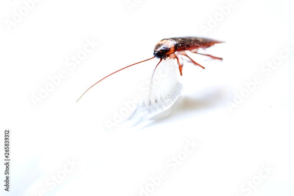 Fototapeta Close up Cockroach on toothbrush isolated on white background (Isolated background)