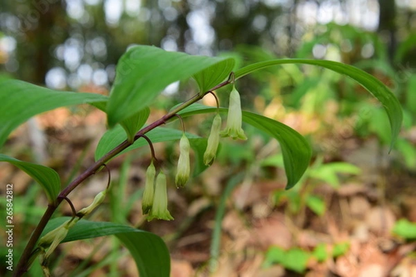 Obraz アマドコロ