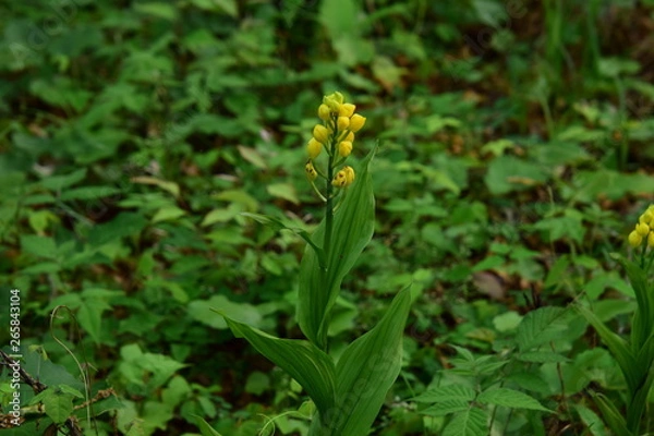 Obraz キンランのつぼみ