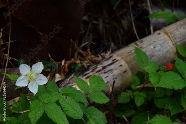 Obraz クサイチゴの花と実