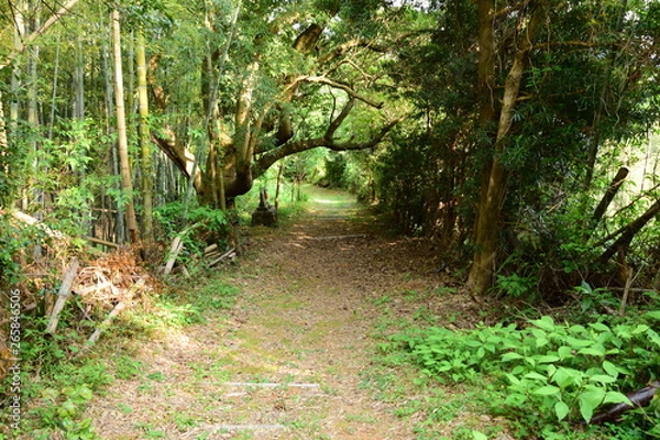 Obraz 森の中に続く道