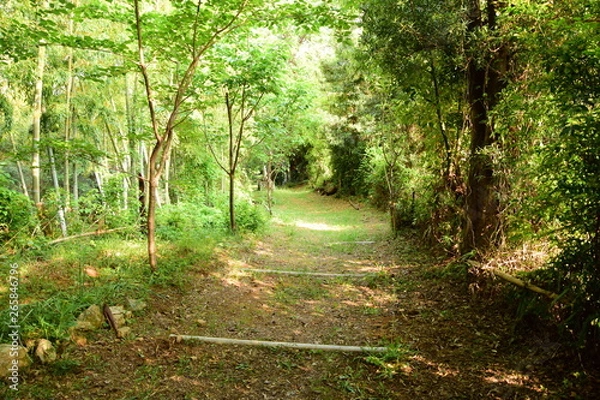 Obraz 森の中に続く道