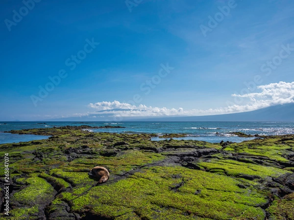 Obraz Beautiful shoreline scenery of Fernandina Island, Galapagos, Ecuador