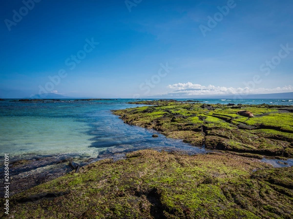 Fototapeta Beautiful shoreline scenery of Fernandina Island, Galapagos, Ecuador