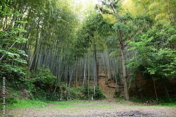 Obraz 静寂の竹林