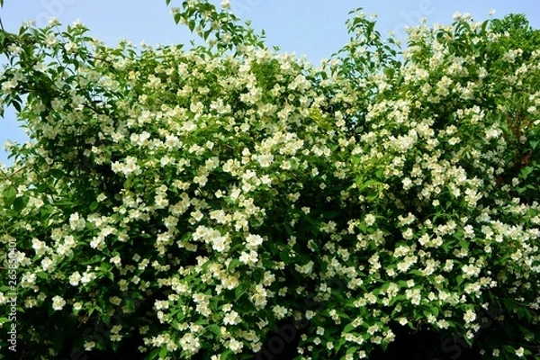 Fototapeta Lush flowering jasmine bush in the spring in the garden.