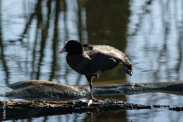 Obraz Blässhuhn Ballet