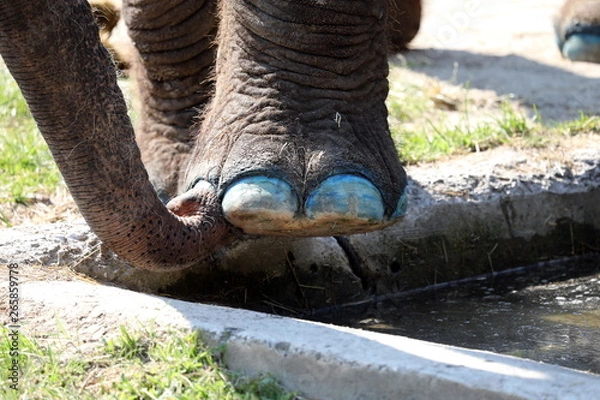 Obraz Elephant nail art