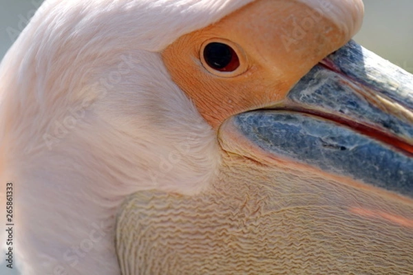 Obraz Pelican eye