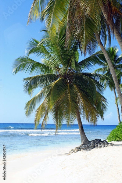 Fototapeta palm trees on tropical island beach