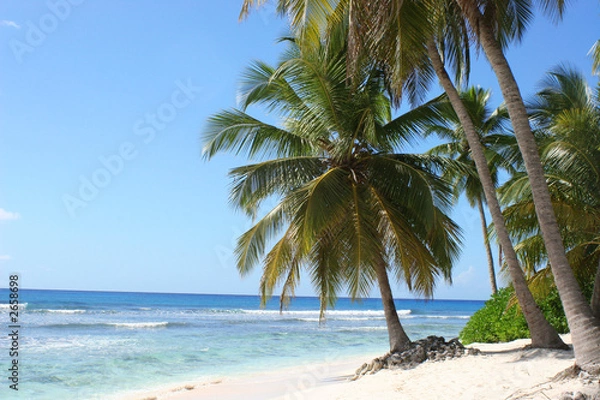 Fototapeta palm trees on beach