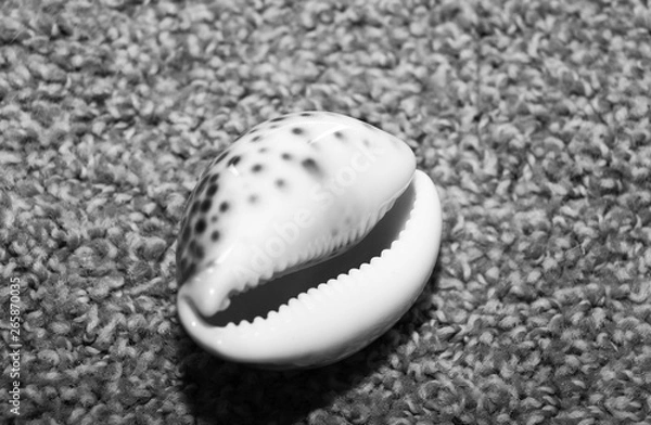 Obraz sea shell on the beach