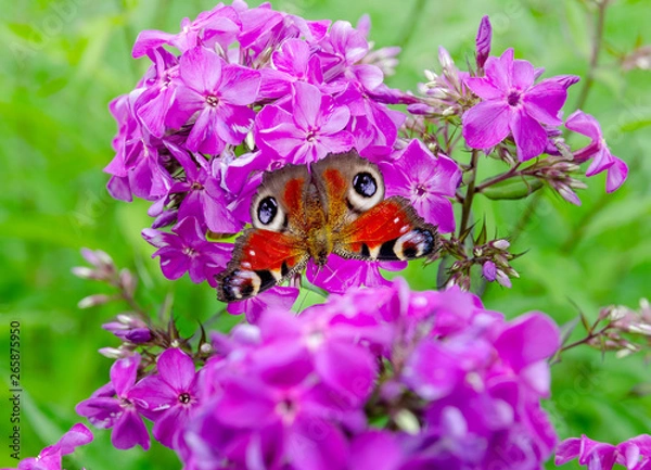 Obraz butterfly inside purple Phlox