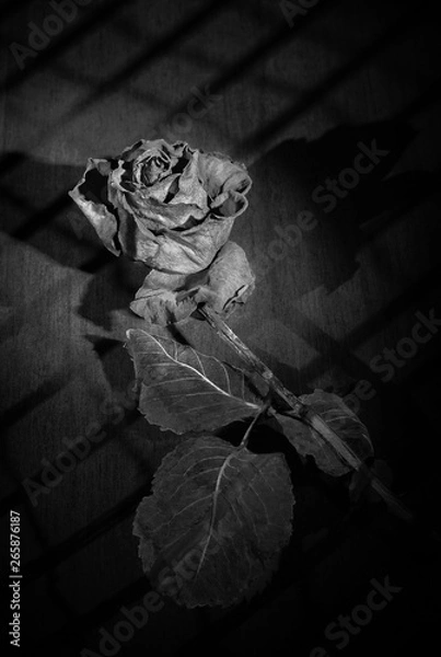 Obraz black and white mourning rose