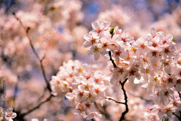 Obraz 【神奈川県】横須賀市　諏訪大神社の桜