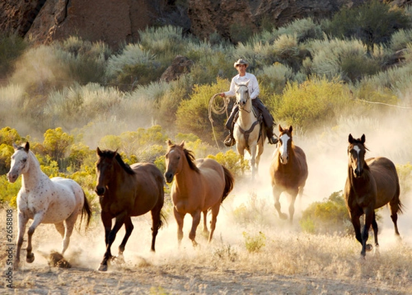 Obraz sprowadzanie stada